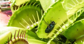 Obstfliegen: Laestige Plagegeister im Sommer