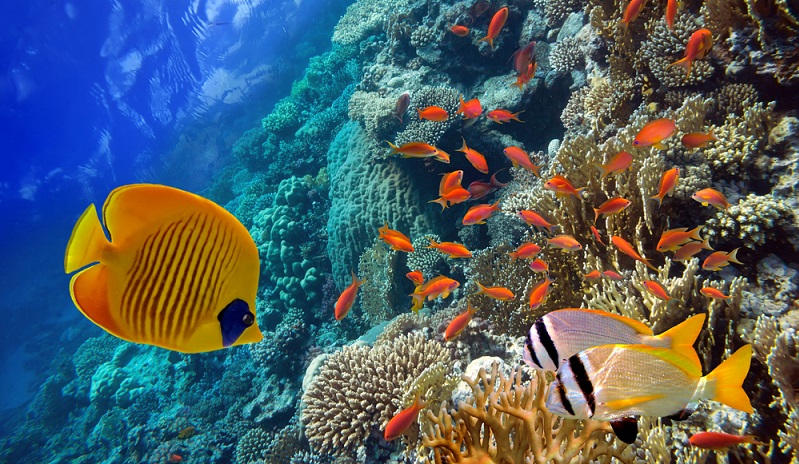 In Bezug auf die technische Ausstattung des Aquariums kommt es in erster Linie darauf an, um welche Art es sich handelt. Ein Süßwasseraquarium ist in der Regel etwas einfacher einzurichten und zu pflegen als ein Meerwasseraquarium. (#02)