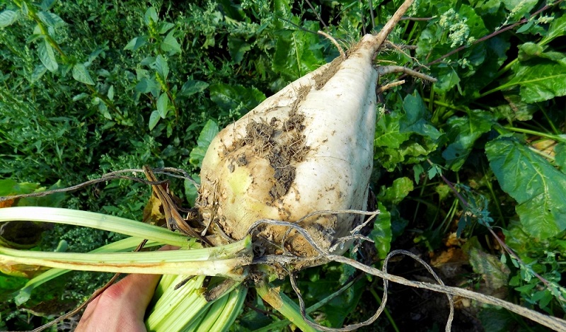 Mitte des 20. Jahrhunderts begann man sich bewusster mit der Ernährung auseinander zu setzen und nach einem Zuckerersatz in gesund zu suchen. (#01)