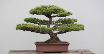 Bonsai Pflege: 10 Tipps für Anfänger