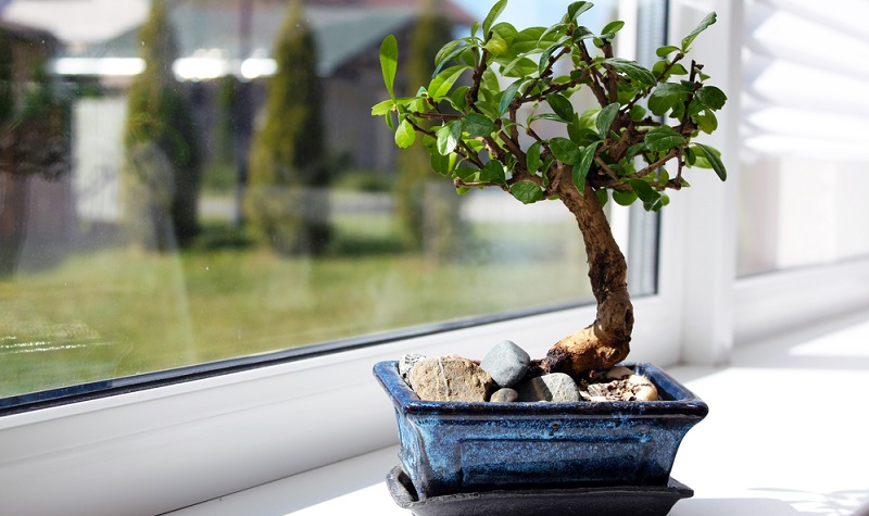 Der Bonsai steht hell am Fenster.