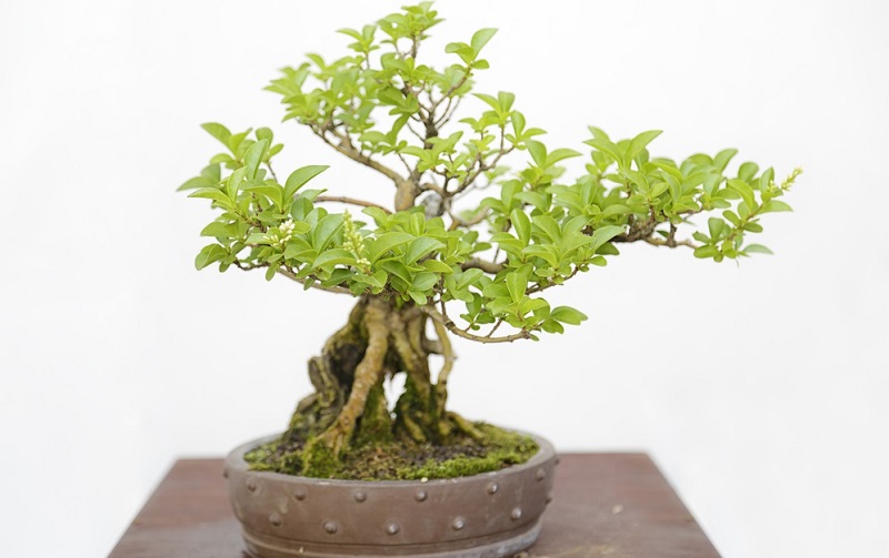 Der chinesische Liguster Bonsai ist eine beliebte Bonsai Baumart. (#01)