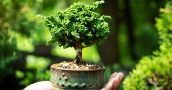 Bonsai schneiden: 5 Tricks, die man kennen muss!