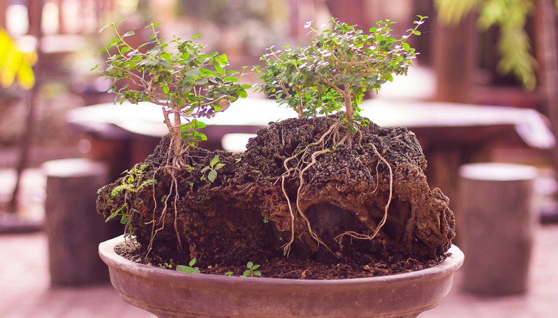  Bonsai Wurzel beim Umtopfen schneiden.