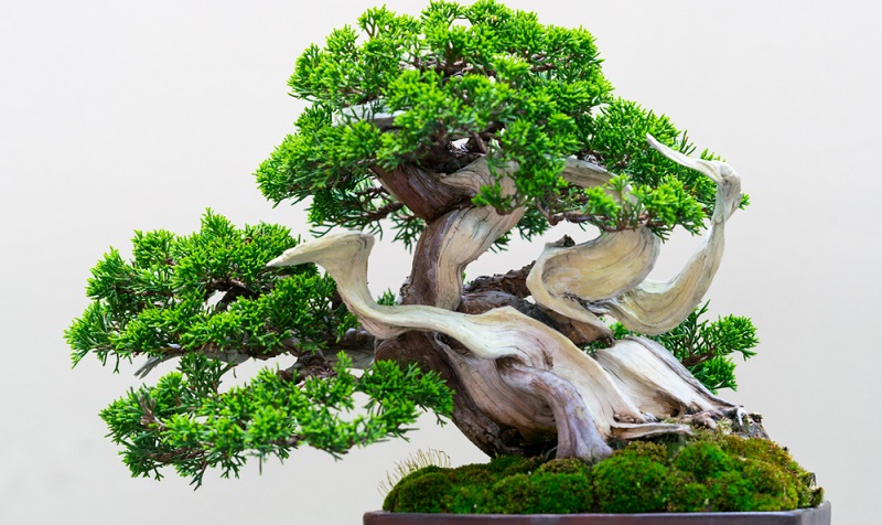 Die Shari Bonsai Form ist besonders edel und interessant. Um den Bonsai in diese Form zu schneiden, braucht man einiges an handwerklichem Geschick.