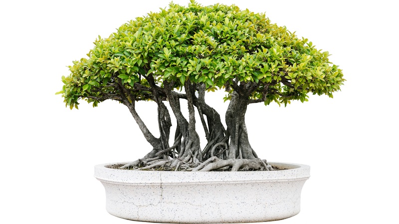 Bonsai in Floßform schneiden: Mehrere Stämme wachsen aus einem umgestürzten Baum heraus.