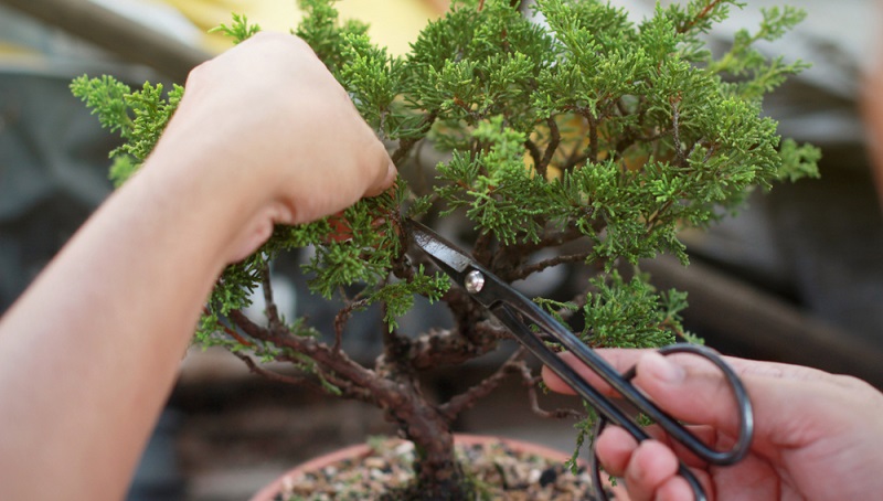 Diese spezielle Bonsai Schere eignet sich hervorragend, um den Bonsai zu schneiden.