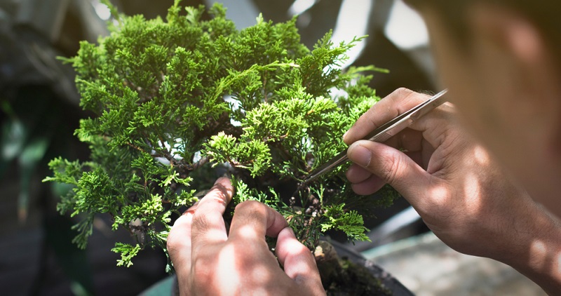 Bonsai schneiden: Beim Nadelbaum wird mit der Pinzette statt der Schere gearbeitet.