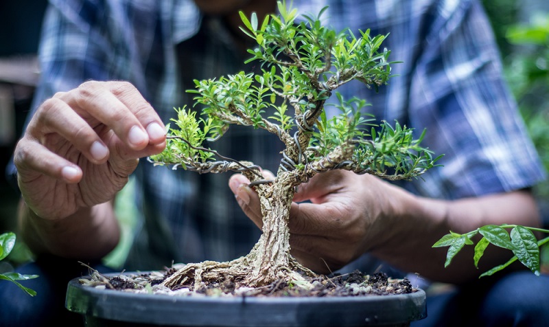  Um einen Bonsai zu drahten, Stamm und Äste des Baumes mit Kupfer- oder Aluminiumdraht umwickeln.