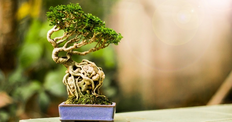 Bei der Ishitsuki Gestaltungsform wächst der Bonsai über einem Stein.