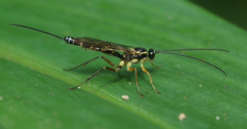 Der Legestachel der Schlupfwespe ist sehr lang und sticht auch direkt durch Insektenpanzer hindurch.