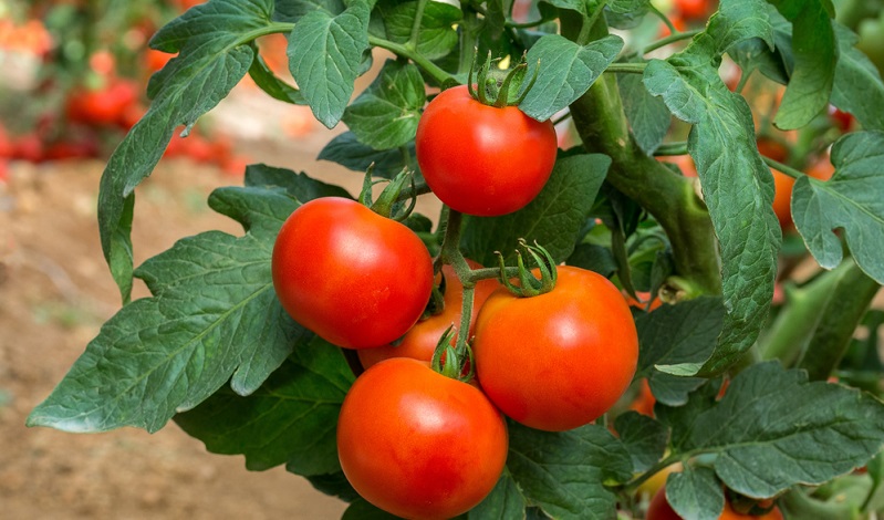 Die Blätter der Tomaten- und Kartoffelpflanze enthalten eine Substanz, die giftig für Lebensmittelmotten ist.