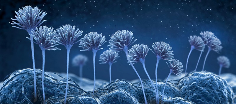 Für gesunde Menschen stellt Schimmel im Schlafzimmer keine gefährliche Situation dar, hierbei handelt es sich eher um ein ästhetisches Problem.  ( Foto: Shutterstock-Christoph Burgstedt )