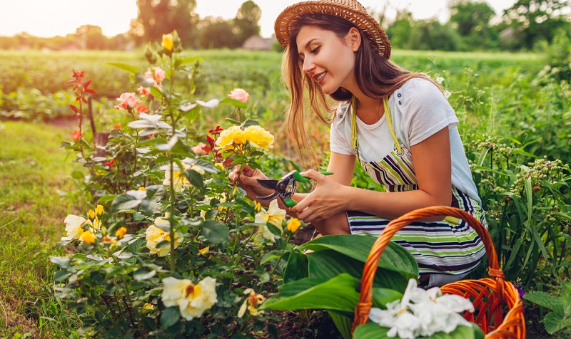 Eine Gartenarbeit, die auch während des Sommers anfällt, nimmt nun ihren Beginn. Das Rückschneiden der Rosen ist fällig, damit sie im Sommer mit herrlichen Blüten verzaubern. ( Foto: Shutterstock-_Mariia Boiko )