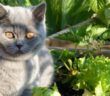 Kartäuser Katze kaufen: Rasseporträt und Tipps für den Kauf ( Foto: Adobe Stock - auroreboreale )