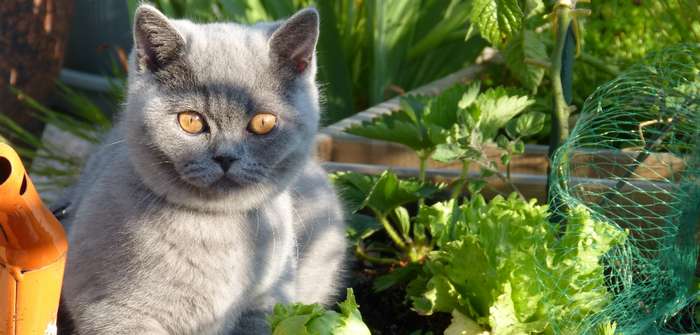 Kartäuser Katze kaufen: Rasseporträt und Tipps für den Kauf ( Foto: Adobe Stock - auroreboreale )