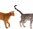 Katze Schwanzhaltung: ein Teil der Körpersprache ( Foto: Adobe Stock - cynoclub )