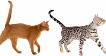 Katze Schwanzhaltung: ein Teil der Körpersprache ( Foto: Adobe Stock - cynoclub )