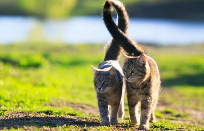 Die Haltung des Schwanzes ist ein wichtiges Hilfsmittel, um die Stimmung der Katze interpretieren zu können. ( Foto: Adobe Stock - nataba )