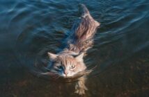 Können Katzen schwimmen? Ja, aber nur, wenn es notwendig ist ( Foto: Adobe Stock - alexsfoto )