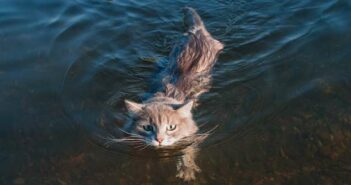 Können Katzen schwimmen? Ja, aber nur, wenn es notwendig ist ( Foto: Adobe Stock - alexsfoto )