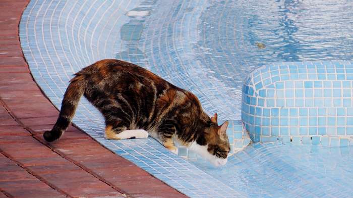 Das Fell der Katzen ist nicht wasserabweisend. Während die Katzen im Wasser schwimmen, saugt sich das Fell immer stärker mit Wasser an und wird schwer. ( Foto: Adobe Stock - andrea edwardsEyeEm )