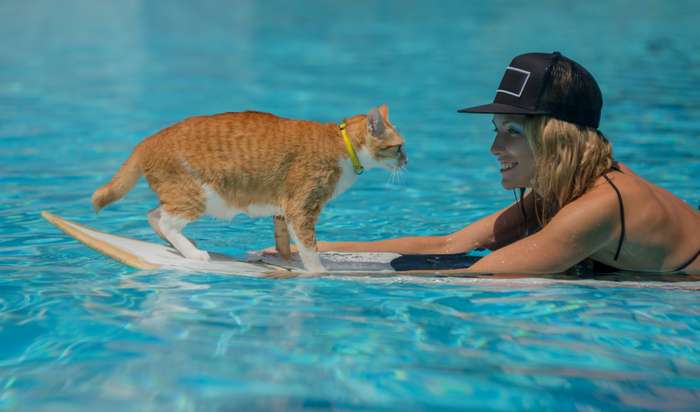 Katzen lieben es nicht, zu baden. Auch nicht bei heißen Temperaturen. ( Foto: Adobe Stock - Oleg )