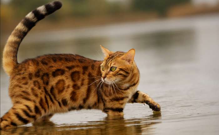 Einige Katzen sind begeisterte Schwimmer. ( Foto: Adobe Stock -  mister Big )