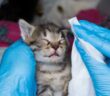 Bindehautentzündung Katze: wenn die Augen tränen ( Foto: Shutterstock - Todorean-Gabriel )