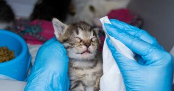 Bindehautentzündung Katze: wenn die Augen tränen ( Foto: Shutterstock - Todorean-Gabriel )
