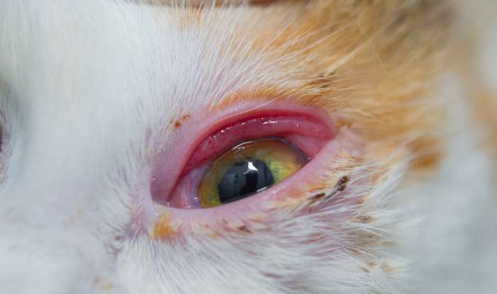 Deutliche Anzeichen für eine Bindehautentzündung Katze sind gerötete und tränende Augen. ( Foto: Shutterstock -   Todorean-Gabriel )_