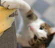 Dürfen Katzen Käse essen: nicht immer ( Foto: Shutterstock - Lysikova Irina )