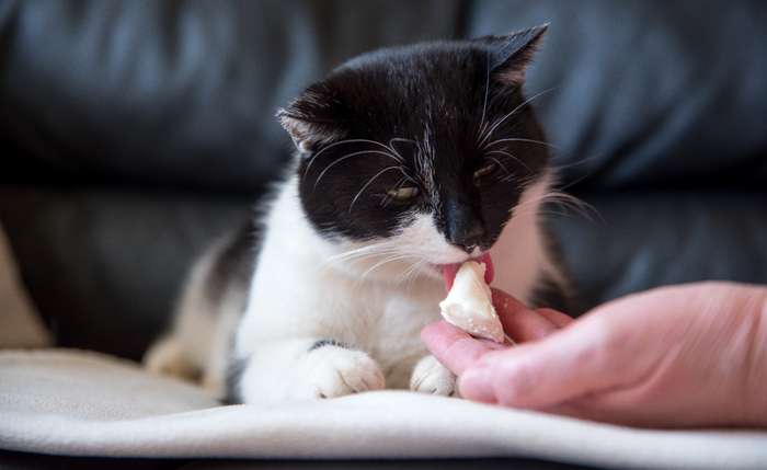  Aufgrund des leckeren Geruchs wird der Zahnputzkäse gerne von der Katze gegessen. ( Foto: Shutterstock - DavidTB )