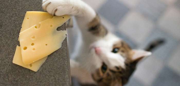 Dürfen Katzen Käse essen: nicht immer ( Foto: Shutterstock - Lysikova Irina )