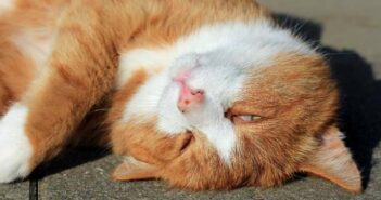 Nickhautvorfall Katze: ein Symptom mit vielen Ursachen ( Foto: Shutterstock - Astrid Gast )