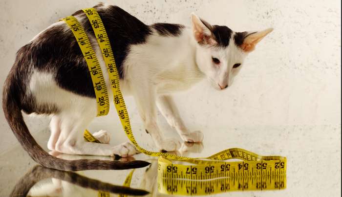 Damit die Katze wieder Gewicht zunimmt, verordnet der Tierarzt verschiedene Kräftigungsmittel. ( Foto: Shutterstock - Eva Power )