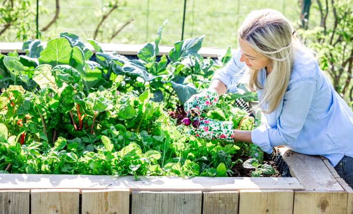 Wie auch die Beete im restlichen Garten will das höher angelegte Beet gepflegt werden. ( Foto: Adobe Stock - epixproductions )