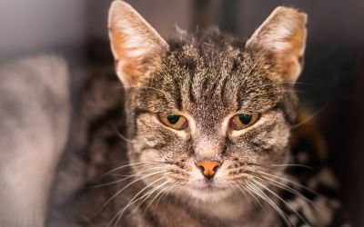 FIV-positiv bei Katzen: Wie beeinflusst die Infektion die Lebenserwartung? (Foto: AdobeStock - Todorean Gabriel 317285672)