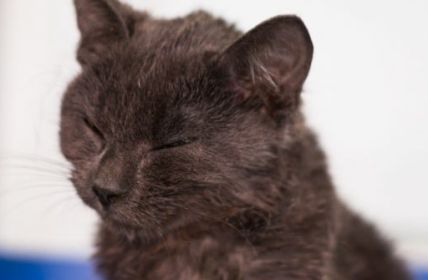 FIV-positiv-Katzen: die Lebenserwartung bei Infektion mit dem Feline Immunschwächevirus (Foto: AdobeStock - Todorean Gabriel 326388033)