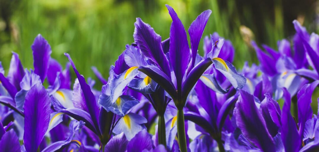 Iris: Farbakzent für jeden Garten (Foto: Adobe Stock-Vita)