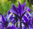 Iris: Farbakzent für jeden Garten (Foto: Adobe Stock-Vita)