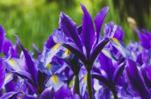 Iris: Farbakzent für jeden Garten (Foto: Adobe Stock-Vita)