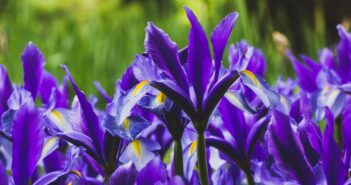 Iris: Farbakzent für jeden Garten (Foto: Adobe Stock-Vita)