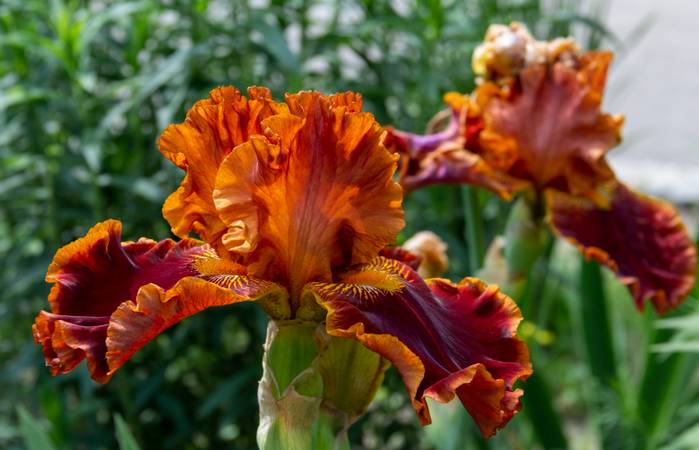 Die Zwiebeliris wird idealerweise am Sommerende oder Herbstanfang ausgepflanzt. (Foto: Adobe Stock- lms_lms)