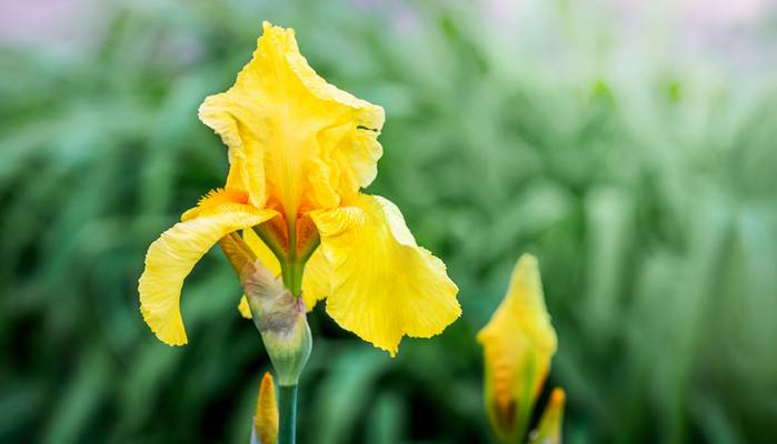 Die Irisblüte ist in Farbenreichtum kaum zu übertreffen. (Foto: Adobe Stock-Volodymyr)