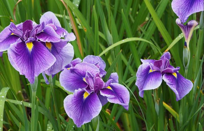 So wundervolle Farben gibt es bei der Iris (Foto: Adobe Stock-mitsuru yamadaEyeEm_)