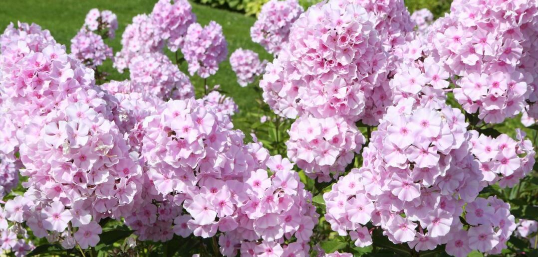 Phlox (Flammenblume): der leuchtende Alleskönner aus Nordamerika (Foto: Adobe Stock- Sergey)