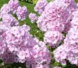 Phlox (Flammenblume): der leuchtende Alleskönner aus Nordamerika (Foto: Adobe Stock- Sergey)