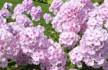 Phlox (Flammenblume): der leuchtende Alleskönner aus Nordamerika (Foto: Adobe Stock- Sergey)