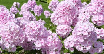 Phlox (Flammenblume): der leuchtende Alleskönner aus Nordamerika (Foto: Adobe Stock- Sergey)